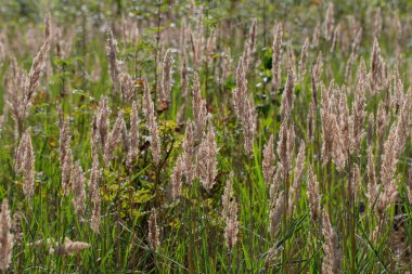 Yeşil çayır çim arka planı. Tarla ve çayır otları.