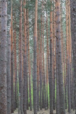 Çam ormanı dikey arkaplan.