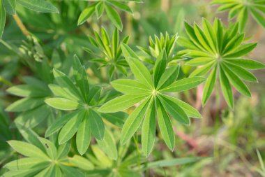 Güzel yeşil yapraklı bitkiler. Yeşil çiçek arkaplanı.