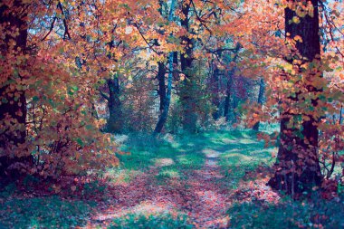 Fantastik orman manzarası. Bir patikası olan peri ormanı.