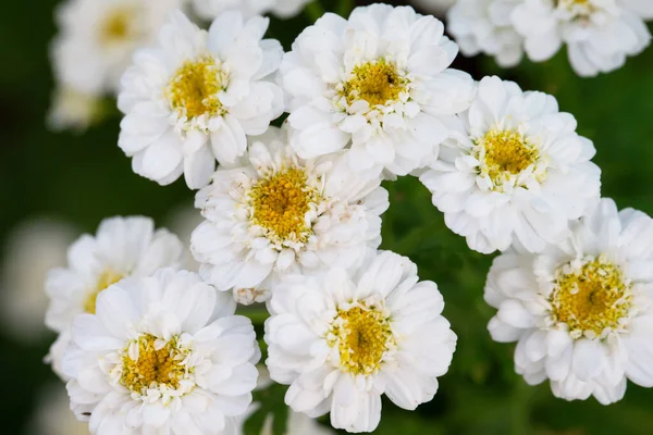 Flores Delicadas Blancas Sobre Fondo Verde — Foto de Stock