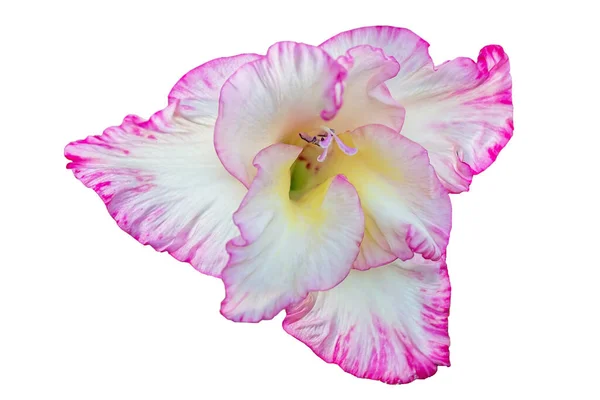 Vacker Rosa Gladiolus Vit Bakgrund — Stockfoto