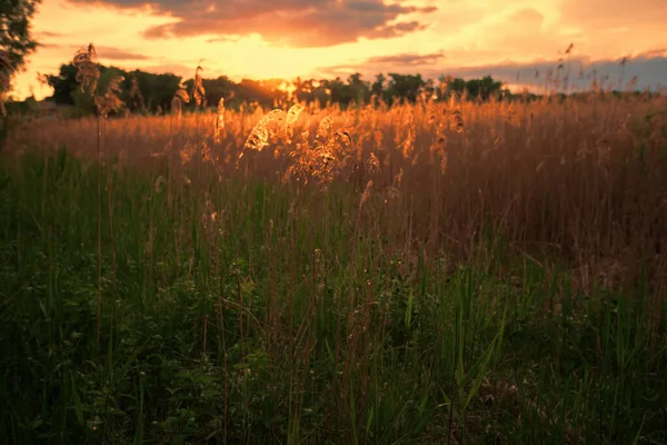 Beautiful Landscape Sunset Summer Meadow — Stock Photo, Image