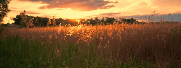 Beautiful Landscape Panorama Sunset Summer Meadow Evening Nature — Stock Photo, Image