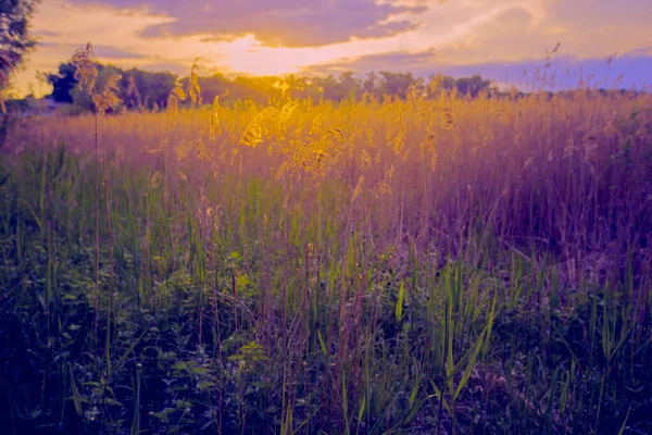 Beautiful Landscape Panorama Fantastic Sunset Summer Meadow Purple Yellow Tones — Stock Photo, Image