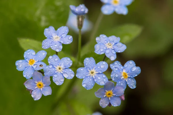 Delicadas Flores Olvidarme Con Gotas Rocío Delicadas Flores Silvestres — Foto de Stock