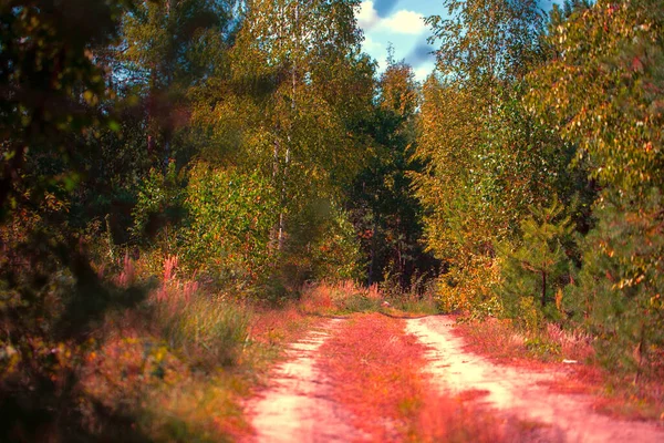 Beautiful forest with a bright path.The background is a gloomy and dramatic forest.