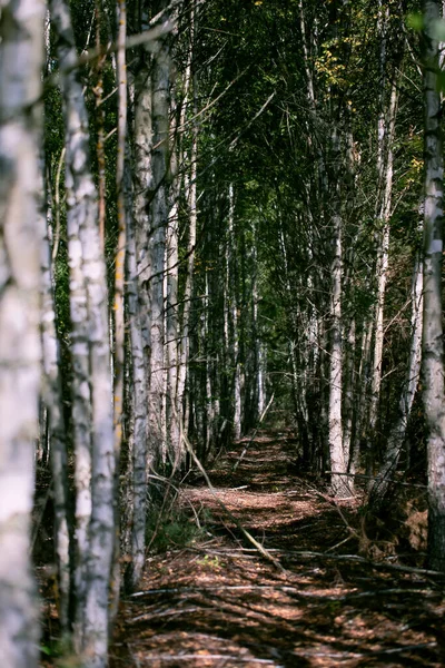 Függőlegesen Nyírfa Erdő Járdával Háttér Egy Komor Drámai Erdő — Stock Fotó