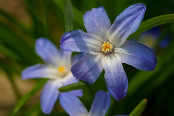 Hermosa Flor Azul Primer Plano Sobre Fondo Verde — Foto de Stock