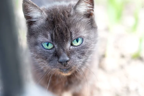 笑容可亲的猫脸 绿眼睛灰猫 — 图库照片