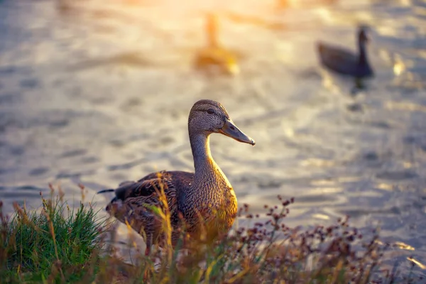 Красивая Речная Утка Природе Дикая Птица Фоне Воды — стоковое фото