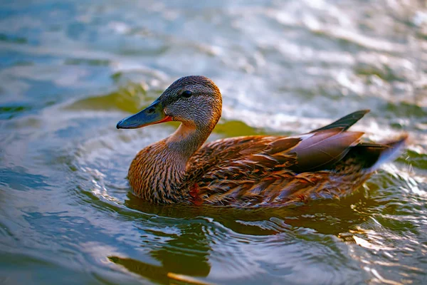 Birds and animals in the wild. A beautiful duck is swimming in blue water. Close-up of a river duck.