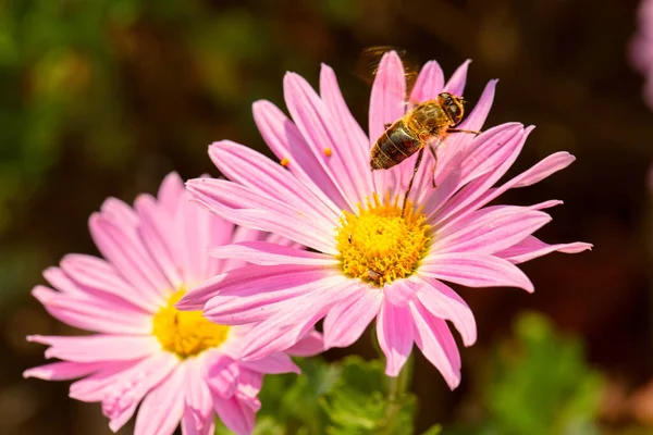 Pink aster flowers and flying bee.
