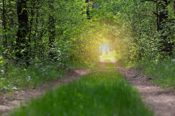 Beautiful Forest Path Bright Sun — Stock Photo, Image