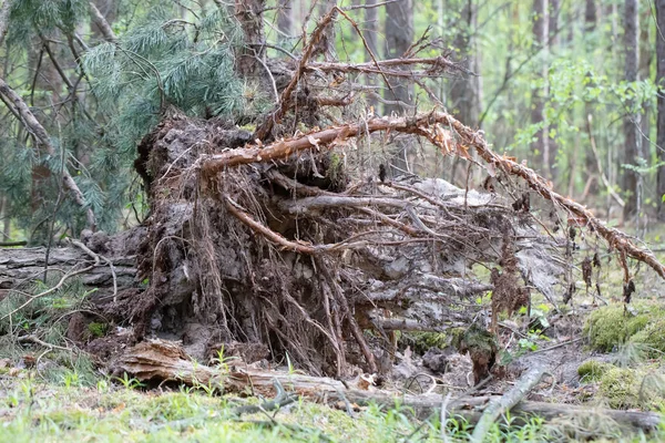 Oude Omgevallen Boom Met Wortels Het Bos — Stockfoto