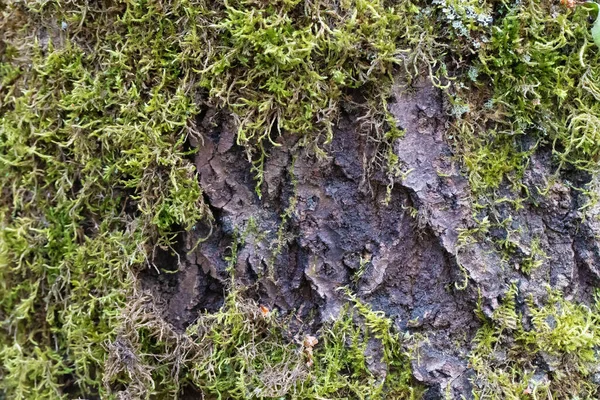 Textura Uma Árvore Velha Que Coberta Com Musgo — Fotografia de Stock