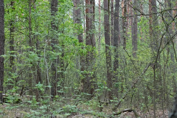 여름철에는 배경에 자리잡은 침엽수림 — 스톡 사진