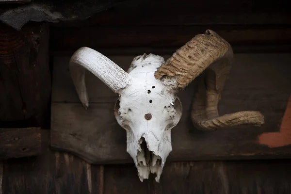 The skull of a horned animal is nailed to the wall.