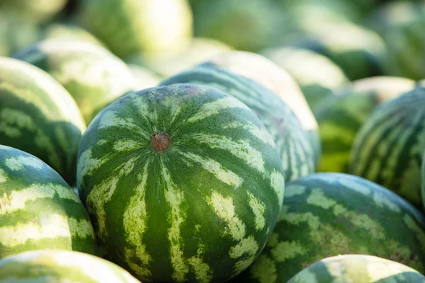 Arkaplanda bir sürü çizgili yeşil karpuz.