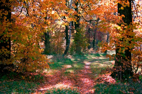 Осенний Лес Желтыми Листьями Опавшими Листьями — стоковое фото