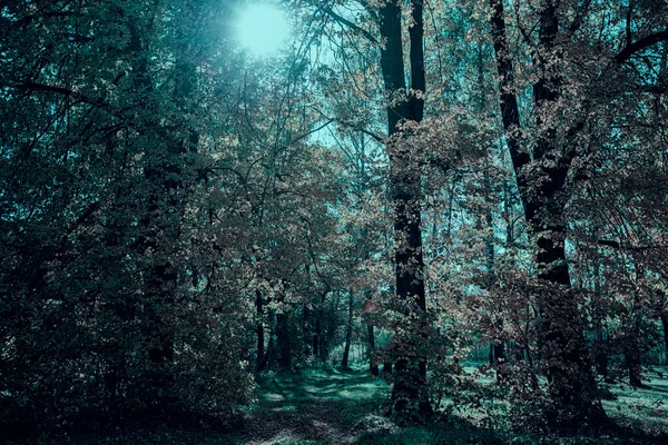 Fantastico Paesaggio Forestale Favolosa Foresta Oscura Con Sole Luminoso — Foto Stock
