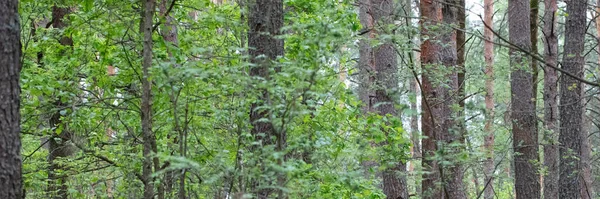 나무줄기가 낙엽수림 — 스톡 사진