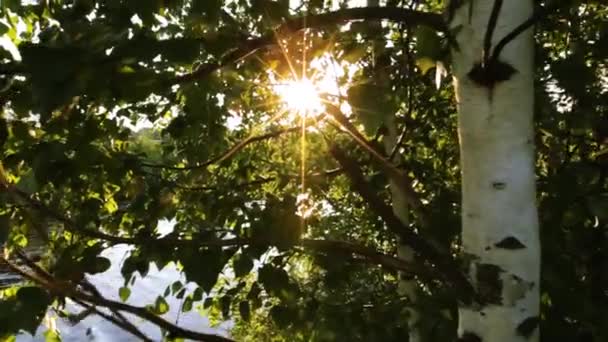 La luce del sole sfonda le foglie degli alberi. — Video Stock