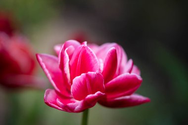 Bulanık bir arkaplanda güzel pembe bir lale..