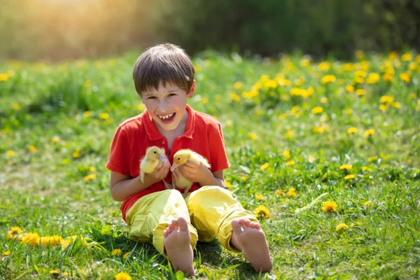 Bambino felice in denti di leone con anatroccoli Bambino in estate con pollame. — Foto Stock