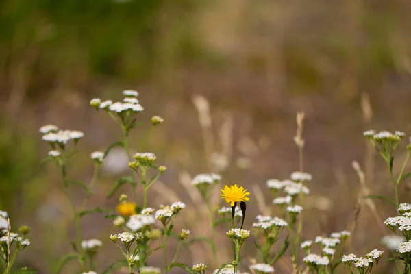 Meadow flowers and herbs on a blurred background. Beautiful meadow nature in the evening. — Stock Photo, Image