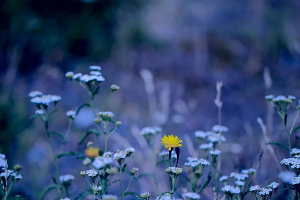 Meadow flowers and herbs on a blurred blue background. Unusual meadow. — Stock Photo, Image