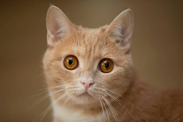 黄色の目をした生姜猫の銃口. — ストック写真