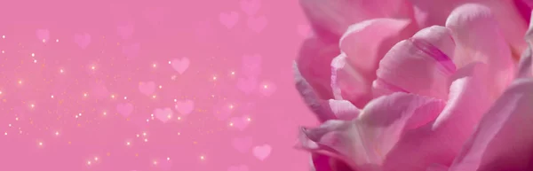 Φόντο ροζ λουλούδι σε ροζ φόντο. Ημέρα του Αγίου Βαλεντίνου. — Φωτογραφία Αρχείου