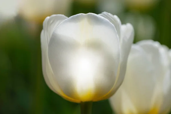Grande tulipa branca close-up em um fundo verde. — Fotografia de Stock
