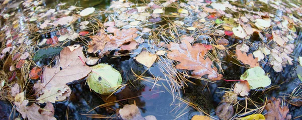 Banner Wasser mit Herbstblättern. — Stockfoto