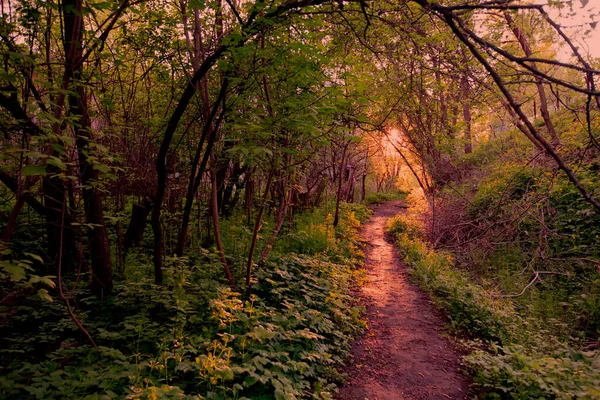 Fantastic forest with path and setting sun. — Stock Photo, Image