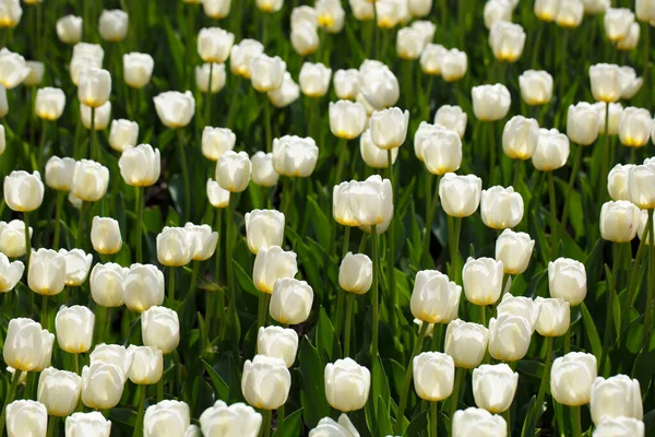 Wiele białych tulipanów na zielonym tle. — Zdjęcie stockowe