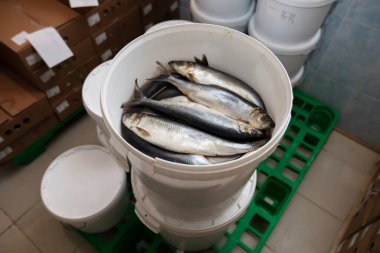 Endüstriyel bir depoda plastik bir kovada ringa balığı.