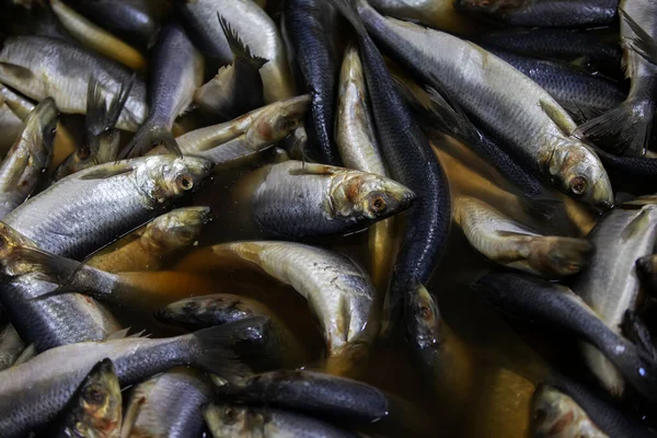 Industrial salting of herring. Lots of salted fish. — Stock Image Industrial Salting Herring Lots Salted Fish Royalty Free Stock Images