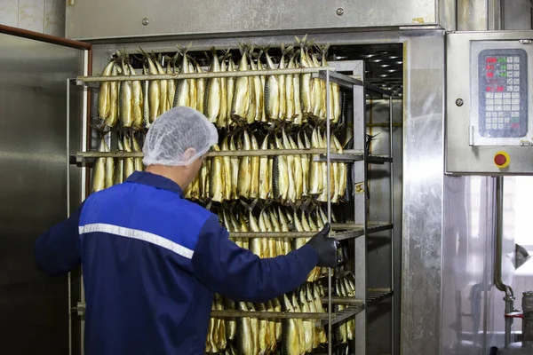 September 2020 Belarus Gamil Fish Factory Worker Pushes Smoked Fish Stock Picture