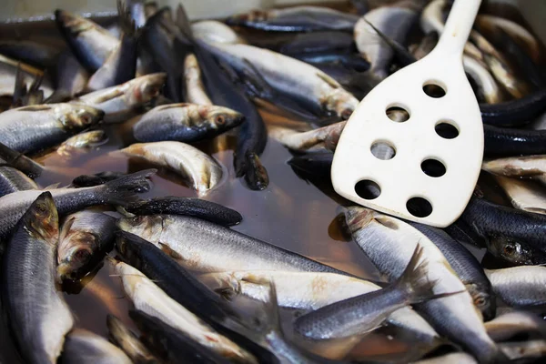 Industrial salting of herring. The herring is cooked in a saline solution. — Stock Image Industrial Salting Herring Herring Cooked Saline Solution Stock Image