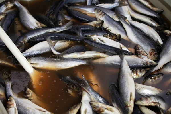 Industrial salting of herring. The herring is cooked in a saline solution. — Stock Image Industrial Salting Herring Herring Cooked Saline Solution Stock Photo