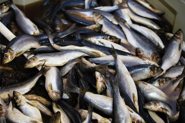 Industrial salting of herring. The herring is cooked in a saline solution. — Stock Image Industrial Salting Herring Herring Cooked Saline Solution Royalty Free Stock Images