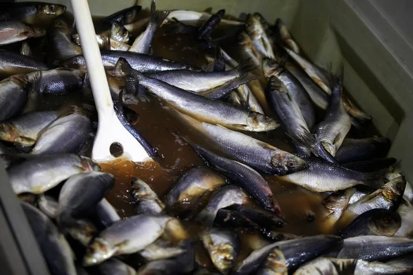 Industrial salting of herring. The herring is cooked in a saline solution. — Stock Image Industrial Salting Herring Herring Cooked Saline Solution Royalty Free Stock Images