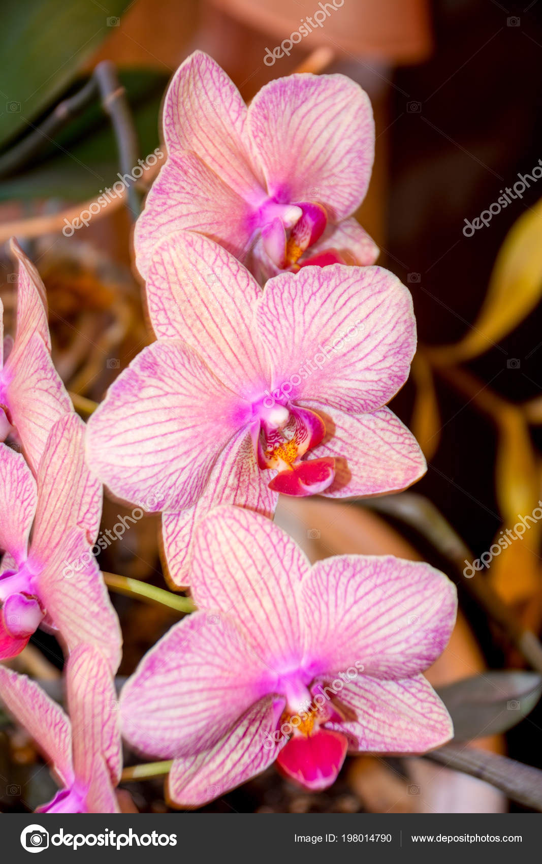 Phalaenopsis Orchideenblume Orchideen Ist Die Konigin Der Blumen Thailand Stockfoto C Habar05