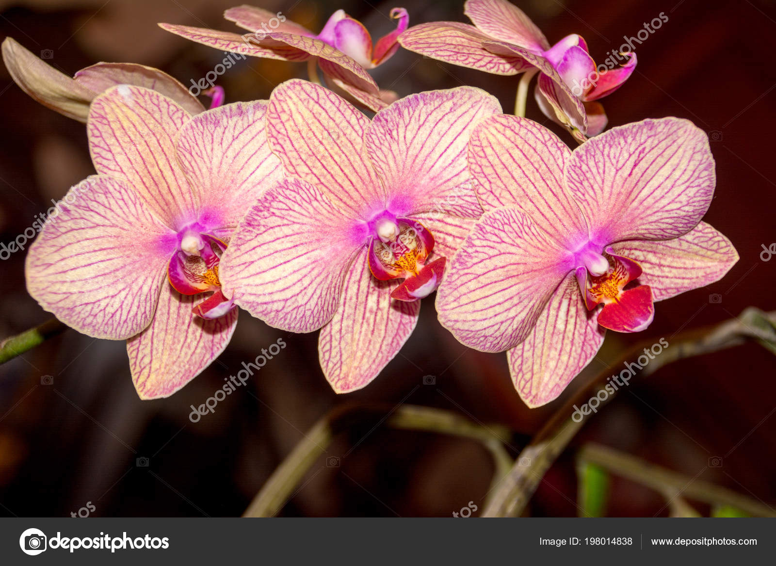 Phalaenopsis Orchideenblume Orchideen Ist Die Konigin Der Blumen Thailand Stockfoto C Habar05