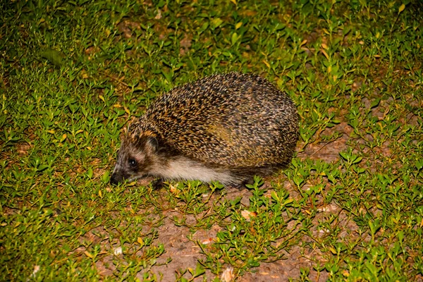 Hedgehog Green Grass Summer Hedgehog Wild European Hedgehog Green Grass — Stock Photo, Image