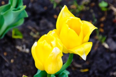 Güzel lale yakın çekim, bahar çiçek lale çiçeği içinde Bahçe, sarı laleler.