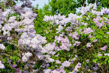 Sirenler Bahçe, bir parkta ağaç dalı. Güzel çiçeklenme çiçekler bahar, leylak ağacının. Bahar çiçeği. Bahar kavramı. Taç Avenue. Volga setin içinde Ulyanovsk, Rusya.