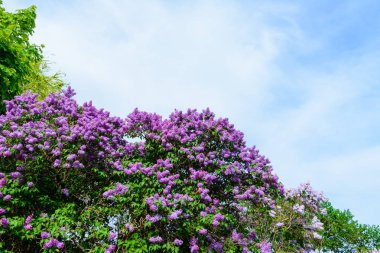 Sirenler Bahçe, bir parkta ağaç dalı. Güzel çiçeklenme çiçekler bahar, leylak ağacının. Bahar çiçeği. Bahar kavramı. Taç Avenue. Volga setin içinde Ulyanovsk, Rusya.
